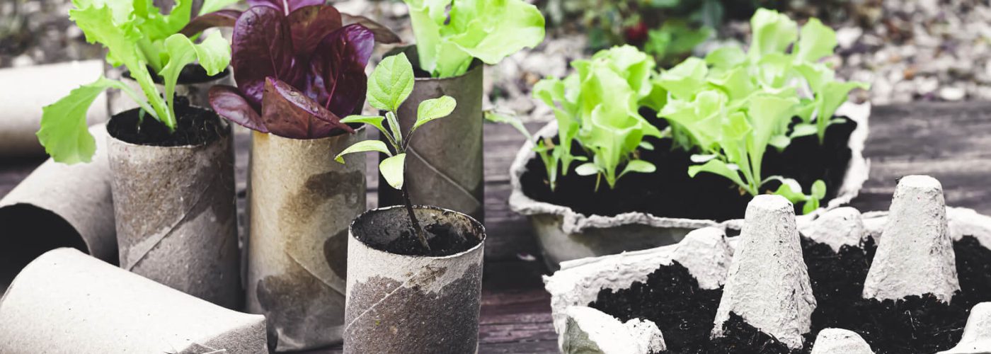 biodegradable-pots-with-seedlings-2022-06-11-04-13-17-utc (1) (1)